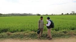 Midagri desarrollará encuesta de costos para productores de arroz en Piura