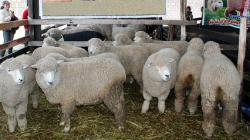 Midagri impulsa la producción de ovinos en Puno