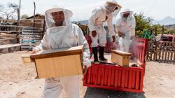 Midagri impulsa producción de miel de abeja en Piura Cajamarca, Apurímac y Junín