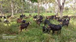 Midagri lanza proyecto de mejoramiento genético para potenciar la ganadería caprina