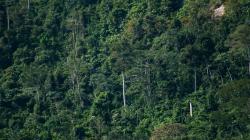 Midagri otorgará incentivos a quienes obtengan certificación forestal voluntaria