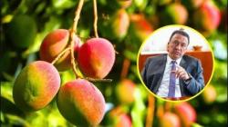 Midagri pide a agricultores de Piura y Lambayeque no sembrar más mango en los próximos tres años y fomentará en ambas regiones el cultivo de frambuesa