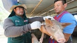 Midagri protege la porcicultura nacional en beneficio de 400 mil productores