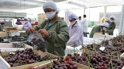 Midagri: Quince regiones del país crecieron en agroexportaciones a julio de 2027