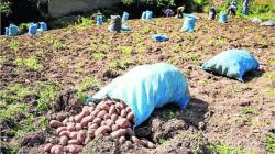Midagri: Sector agropecuario creció 4.2% entre enero y octubre del 2022, impulsado por el algodón rama y tomate