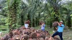 Mujeres de Tocache y Pucallpa dejan hoja de coca por cultivo de palma