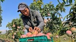 Niño Costero: cinco claves para proteger los derechos laborales del campo