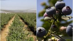 Niño Costero reta la agroexportación: Promperú insta blindar la reputación comercial