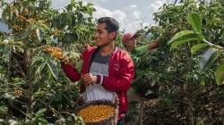 Norte y centro: sostienen el crecimiento de las exportaciones de café peruano