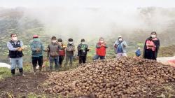Nuevas variedades de papas peruanas desplazarían a las importadas en pollerías