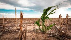 Nueve departamentos de Perú reportan el 100% de su superficie agrícola expuesta a riesgo elevado por sequía