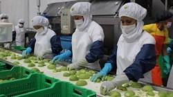 Número de empresas agroexportadoras ascendieron a 1.548 este primer bimestre