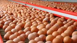 Ola de calor está reduciendo producción de huevos, lo que ha incrementado su precio en los mercados