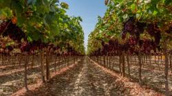 Olivos de Villacurí lidera ranking de las principales empresas agroexportadoras