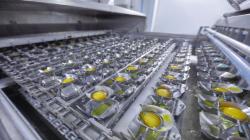 Ovosur innova en ovoproductos para la industria alimentaria y potencia nuevos mercados en el exterior