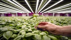 Países Bajos: Future Crops impulsa la agricultura vertical apostando con energía 100% renovable