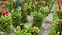 Países Bajos y Estados Unidos concentraron el 58.6% de las exportaciones peruanas de banano en mayo de 2024