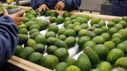 Palta peruana mantiene estabilidad en precios al alza hasta la semana 17