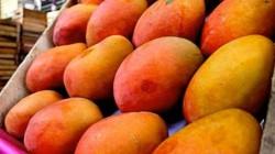 “Para la floración, el mango necesita  temperaturas mínimas de 17 grados, pero el año pasado tuvimos temperaturas elevadas sobre los 22 a 23 grados”