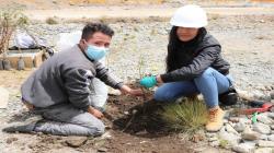 Pasco: siembran más de 100 plantones de quinuales en zonas aledañas a proyecto minero