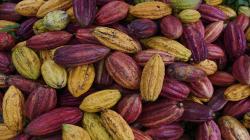Perú es atractivo para empresas de la industria de cacao que migran a países que aseguren la responsabilidad social y ambiental en su suministro