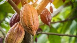 Perú es cuna del cacao