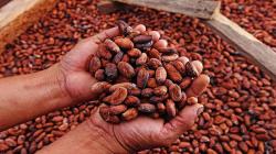 Perú es el tercer exportador mundial de cacao orgánico, sólo detrás de México e Indonesia