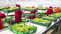 Perú exporta 652.250 toneladas de uva de mesa, 20% más que en igual periodo de la campaña previa