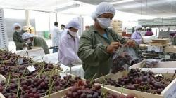 Perú exportó 145.3 millones de kilos de uva fresca a Europa por un valor de US$ 417 millones en 2024