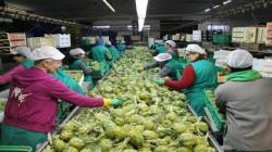 Perú exportó 3.038 toneladas de alcachofa en enero de 2024, registrando una contracción de -34%