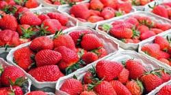 Perú exportó 4.945 toneladas de fresas en noviembre de este año