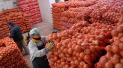 Perú exportó 7.783 toneladas de cebolla por US$ 3.53 millones en mayo de este año