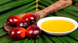 Perú exportó aceite de palma por US$ 3 millones en el primer bimestre de 2023