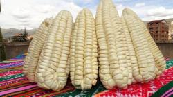 Perú exportó maíz blanco del Cusco por US$ 9.5 millones en 2022