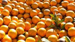 Perú exportó naranjas por US$ 8.8 millones entre enero y octubre de 2022