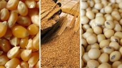 Perú: Importaciones agropecuarias alcanzaron los US$ 4.097  millones, entre enero y julio