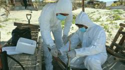 Perú mantiene bajo control brotes de influenza aviar