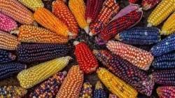 Perú: Más de 239 mil productores se dedican al cultivo de maíz