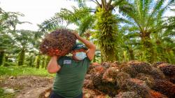 Perú produce alrededor de 300 mil toneladas de aceite de palma cada año