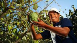 Perú produce más de 27 mil toneladas anuales de chirimoya en 3.800 hectáreas