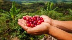 Perú se consolida como el quinto productor de cafés suaves a nivel global