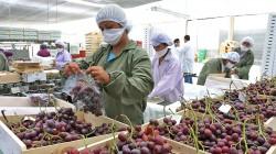 Perú se consolida como un agroexportador de clase mundial