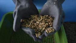 Peruanos crean proteína de insecto amazónico que remplaza harina de anchoveta, maíz y soya