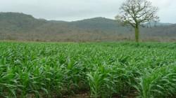 Pesticidas tóxicos desde la Unión Europea se exportan a Ecuador, Brasil y otros países