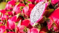 Pitahaya en Perú: La inminente consolidación de un cultivo de cara al mundo