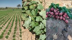 Piura: Hortalizas registran un crecimiento progresivo en la Campaña Agrícola 2025–2026