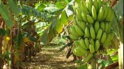 Piura: Más de 1.500 hectáreas de cultivos como arroz, mango y banano afectadas por lluvias