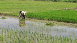 Piura superó las 534 mil toneladas de arroz en la campaña 2024–2025