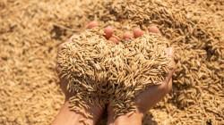 Piura, Ucayali, Cajamarca y San Martín producen el 68.9% de arroz cáscara