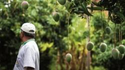 Piura: Valle de San Lorenzo presenta actualmente un notable incremento en la floración de mango, alcanzando entre un 10% y un 15%